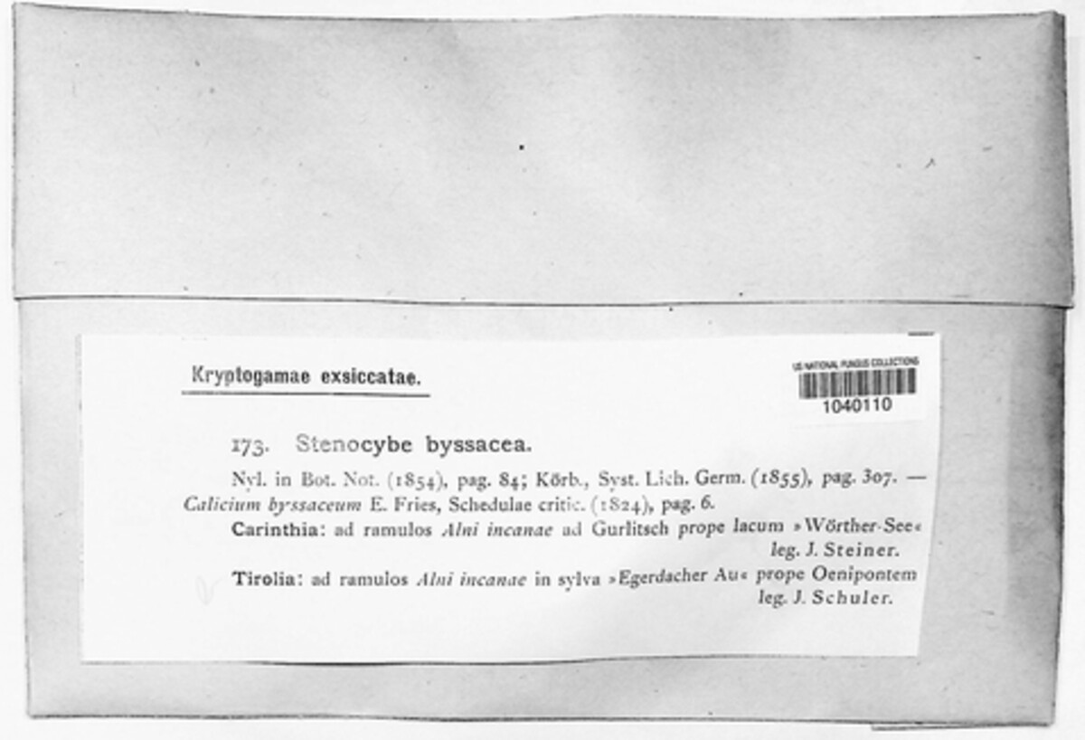 Stenocybe pullatula image